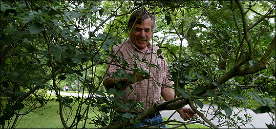 Peter Del Tredici, a research scientist at Arnold Arboretum, said the arboretum's plant collection ‘‘really facilitates scientific research.''