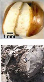 popcorn and lava